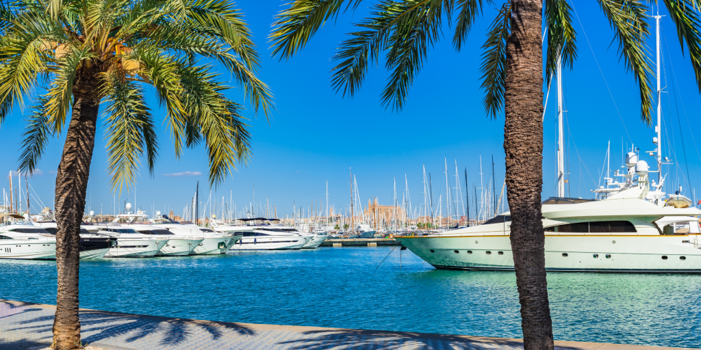 image of yachts in marina with palm trees
